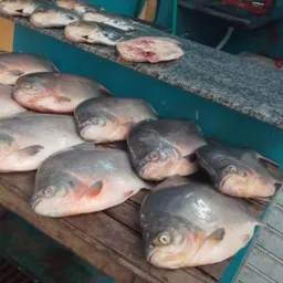 @Orlando do peixe 🐟🐟🐟