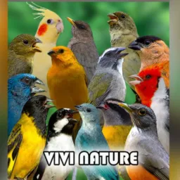 FEIRA DO LARANJAL(JARDIM CATARINA)rolo de aves 🦅