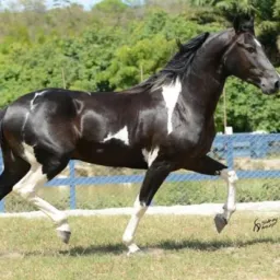 🐴GAMBIRA E VENDAS DE EQUINOS, BOVINOS E SUÍNOS EM GOIÂNIA E REGIÕES.🐴