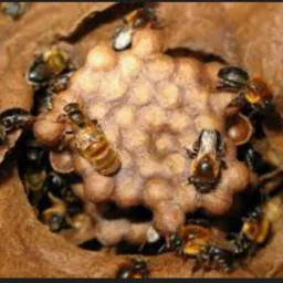 Rifa de abelhas sem ferrão