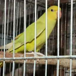 🦜Arrisque a sorte TM🦜