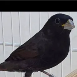 Rifa de um Negrito