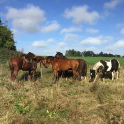 Animales en general