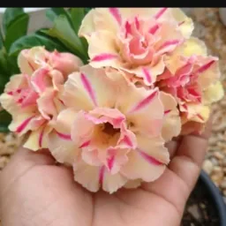 Vendas de suculentas e rosas do deserto