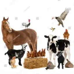 VENDAS DE ANIMAIS SANTA CRUZ E REGIÃO