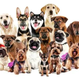 🐾🐕🦮🐩VENDA E TROCA DE CÃES 🐩🐕🦮🐾