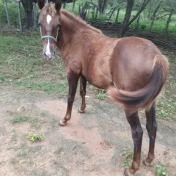 Rifa potro quarto de milha de Vaquejada apenas 10 meses. Coisa de luxo
