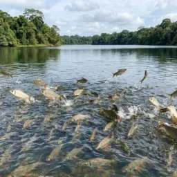 💚VENDAS de PRODUTOS  do LAGO do AGOSTINHO 🤝🏻