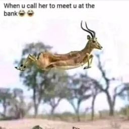 ZIM SITUATION 120