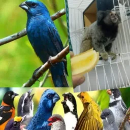 Pássaros vila Prudente e região são Caetano
