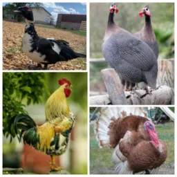 Criadores Rural, Agro,Pets, Pa🐓🦃🦚🐖🐎🦆