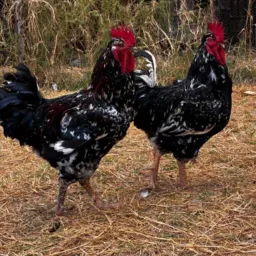 Galinhas - Gansos - Pavão - Faisão - Aves e Animais Rasteiras -