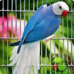 🦜RING NECK MINAS 7 🦜