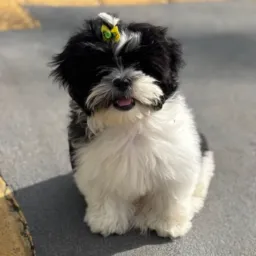 Compra e Venda animais GO