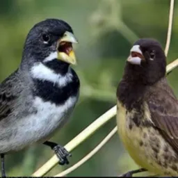🐦 Papa Capim/coleira Paraíba 🐦