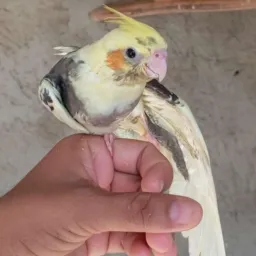 So pra quem e amante de calopsita