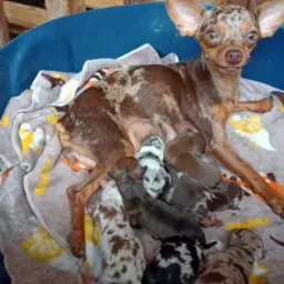 Cora Pincher ezotico 2 Pincher ezotico micros e zero e também lik de todas raças de cachorros 👃