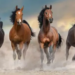 Grupo de compra e venda de cavalos🐴