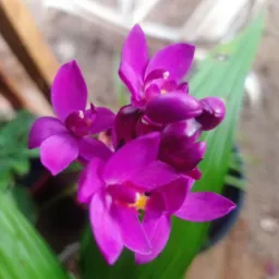 Floricultura Lene plantas