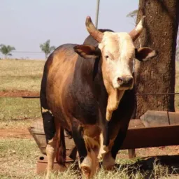 CORRETORES 🐂 MS • MT • GO • SP • PR • TO