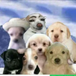 ദ Amigar ദ