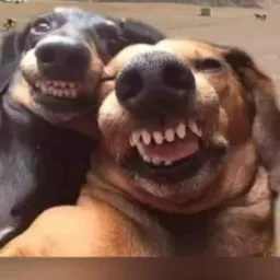 Vídeos engraçados topss