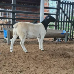 RIFA DO FELIPE NEVES 🤝🐑🍀