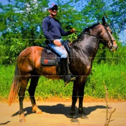 Cavalos e gados na Bahia 🐴🐮