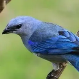 Venda e troca de sanhaço do azul todos os pássaros