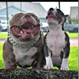 Canil NorteBulls/Grupo de Rifas de Filhotes