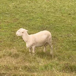 Ação entre amigos 1 borego de 35 kilos média