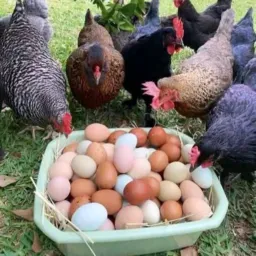 Compra vendas e trocas tudo de chacara. Canaã dos carajás...