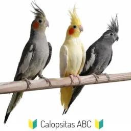 🔰 Calopsitas - ABC 🔰
