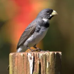 Venda e troca de passarinho de Girau