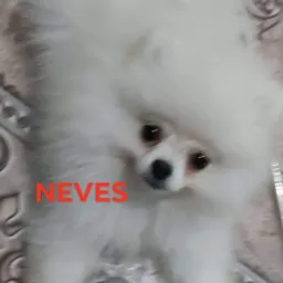 G V GATOS E CÃES  RAÇAS
