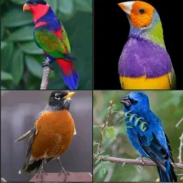 SÃO PAULO ZONA SUL🇧🇷🐒🦔🦜🦝🦎🐢🐦⬛🦅