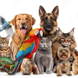 ADOTE UM PET COM RESPONSABILIDADE Pirapora MG