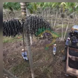 NOTÍCIAS MOCAJUBA BAIÃO