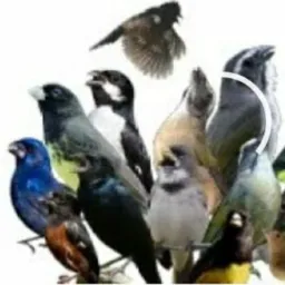Criadores de aves 🦜🕊️