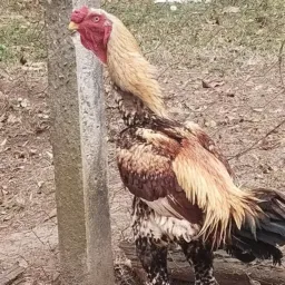 Indio gigante Arujá guarulhos e região sp