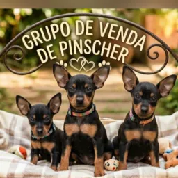 Grupo de venda de  Pinscher ♥️🐶