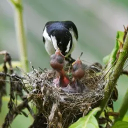 Criadores tops de luxo 🦜