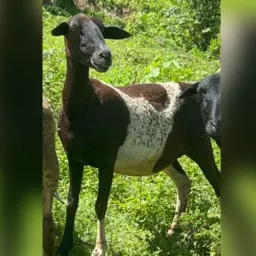 Rifa dos amigos