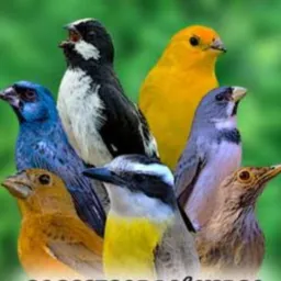 VENDAS E TROCAS DE PASSARINHOS GBA E REGIÕES 🦜🌵