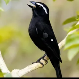 Passaros 🕊 BH 🕊 SO DDD 31🫡