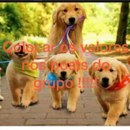 🦋animais ate 1.000 reais💰