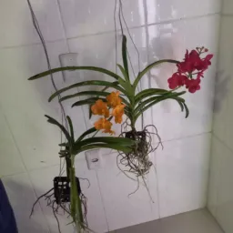 SHOP DAS FLORES "Desapego"