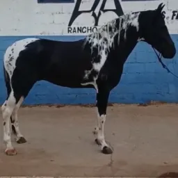 SÓ HOMOZIGOTOS #2