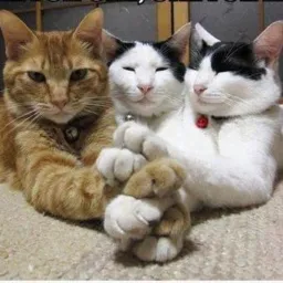 ANIMAIS🐶🐱PARA🦆DOAR🐒VENDER