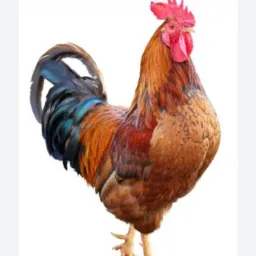 Criador de ave 🐔🐓 🥚 delta em região